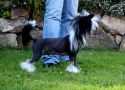 Practical Hero Lonely In The Castle Chinese Crested