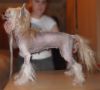 Rugen Miko Nuilly Chinese Crested