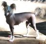 Heart of Dixie's Bald and Beautiful Chinese Crested
