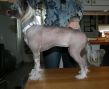 Pudervippans Silva Stnos Chinese Crested