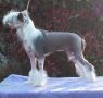 Spiritual Kist by the Zephyr Chinese Crested