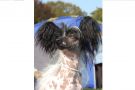 Schagardhs Jamaican Me Crazy Chinese Crested