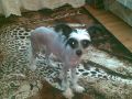 Ketmaris Chinese Crested