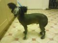 Sigyns Midnight Cowboy Chinese Crested