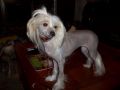 Rolling Acres Amazing Grace Chinese Crested