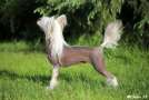Arte Figure Flame Dame Chinese Crested