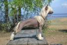 Love of Story Chinese Crested