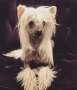 Hell Cowboys Living After Midnight Chinese Crested