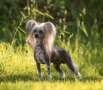 Nomilas Ohh Sir Sparkling Prince Chinese Crested