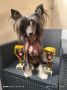 Chicavallo Indigo Chinese Crested