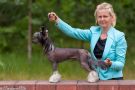 Total Winner iz Sozvezdiya Khana Chinese Crested