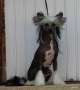 Smedbys A Thing Called Love Chinese Crested