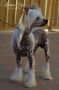 CH.GCH.Magnus Staff Unplugged Chinese Crested