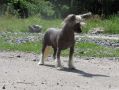 Olegro Katrin Rebound Chinese Crested