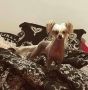 Faerydreamers Bad Moon Rising Chinese Crested