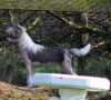 Doucai's Against all Odds Chinese Crested
