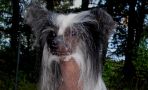 Aragorn Pony Dog Chinese Crested