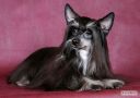 Dogland Happy Citadel Chinese Crested