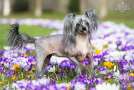 Newbourne Darkangel Chinese Crested