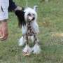 Mandara De Sothis Chinese Crested