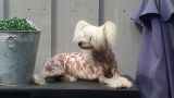 Reject's Fourteen Holy St Barbara Chinese Crested