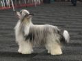 Ragana Amaya Diamond Place Chinese Crested