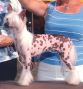 Nauset Maestro I Love A Mystery Chinese Crested