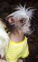 Cosmic's Daph Chinese Crested