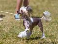 Isabell In z BoniKi Chinese Crested