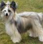 Exotic Spirit Need a Pixie Dust Chinese Crested