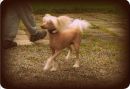 Cute and Crazy Lucas Chinese Crested