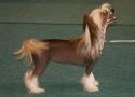 Laureola's Que Sera Chinese Crested