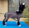 Tryfecta Truth Or Dare Chinese Crested