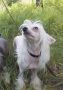 Rugen Miko Trisha beauty Chinese Crested