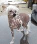 Casa Del Caboom's Earth Angel Chinese Crested