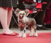 Hot2Touch Princes de la Roses Chinese Crested