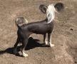 Yorkhouse Surely too Gud Chinese Crested
