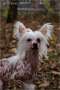 Glamur iz Buhtyi Apollona Chinese Crested