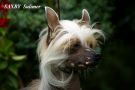 Saxby Sulimer Chinese Crested