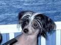Belshaw's Inferno Paradiso Chinese Crested