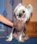 Julika for Irgen Gold Chinese Crested