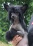 Yvanhou Kalis z Treste Chinese Crested