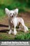 Ksolo Club Zhoffrey De Peyrak Chinese Crested