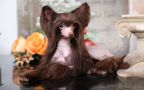 I Raisins Luksorius for Ovation Chinese Crested