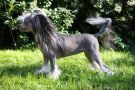 Hundred Acres Dream Come True Chinese Crested