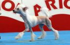 Volcancrest Kefrn Chinese Crested