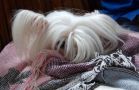 King of Diamonds by Jove Chinese Crested
