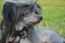 Etien Chinese Crested