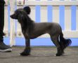 Bryelis Queen Boadicca Chinese Crested