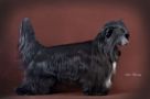 Star Beauty Zhan-Boss Chinese Crested